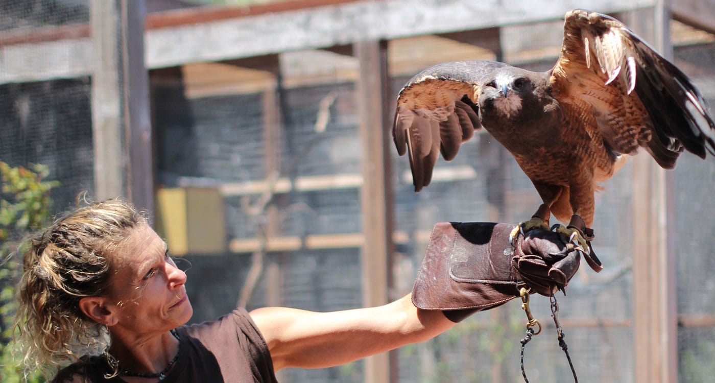 Meet the Red-tailed Hawk. Photo by Tory Russell