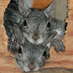 give-wildcare