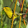 songbirds