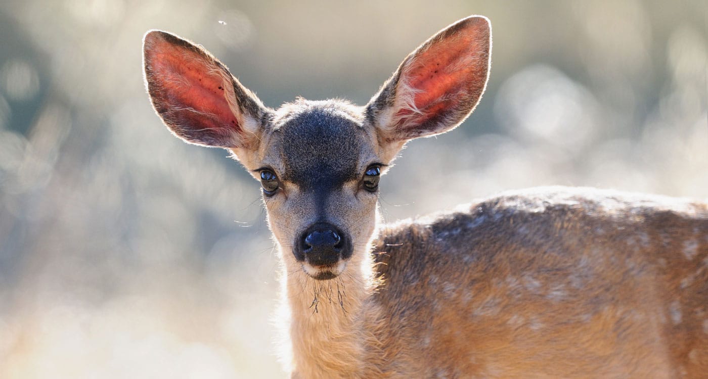 Fawn. Photo by Jacqueline Deely