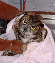 greathornedowl_216