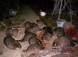 raccoons eating dog don feed living backyard yard wildlife