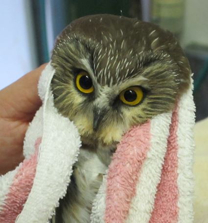 Imjured Saw Whet Owl at WildCare. Photo by Alison Hermance