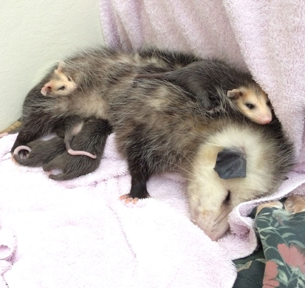 Baby Opossum Age Chart