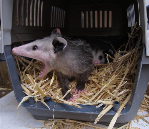 Baby Opossum Age Chart