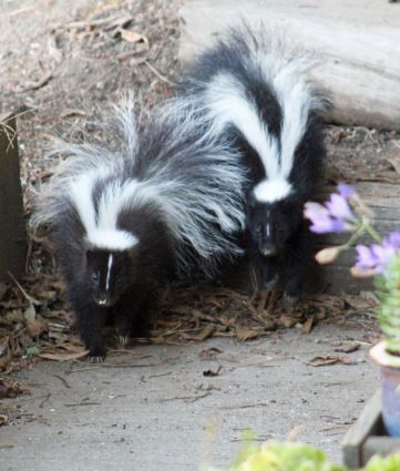That Skunk Doesn T Want To Spray You Or Your Dog Wildcare