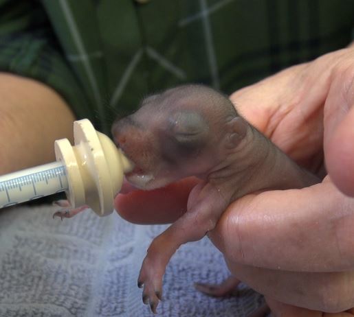 Tiny Orphaned Squirrels at WildCare – WildCare
