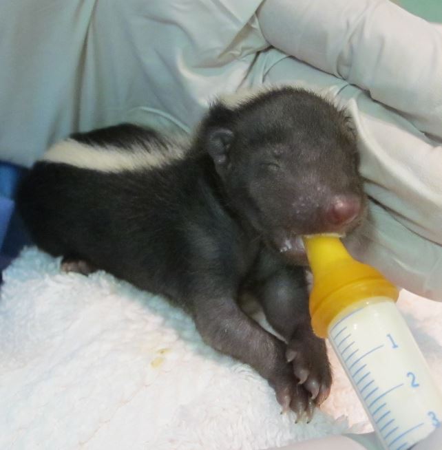 Skunk patient as a baby. Photo by Alison Hermance