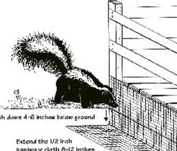 skunk graphic