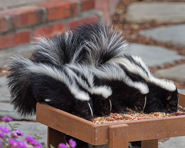 Baby skunks in the back yard. Photo by Greg Wilson