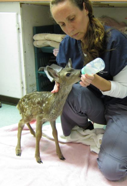 Baby deer store ears