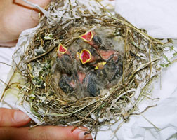 Fluffy baby finches. Photo by Melanie Piazza