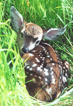 Healthy fawn in the grass. Photo by Susan Sasso