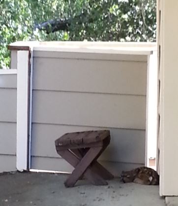 Fawn on the front porch. Photo by Sherry Antonoff
