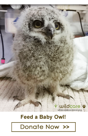 Feed a baby owl! Photo by Melanie Piazza