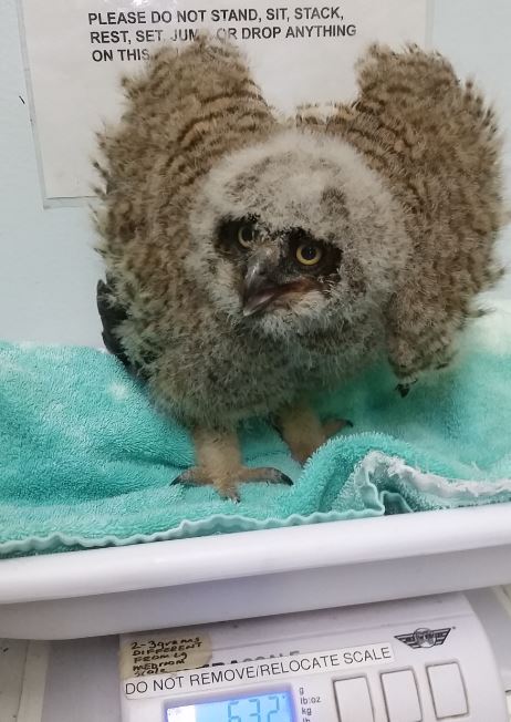 Baby Great Horned Owl at WildCare. Photo by Melanie Piazza