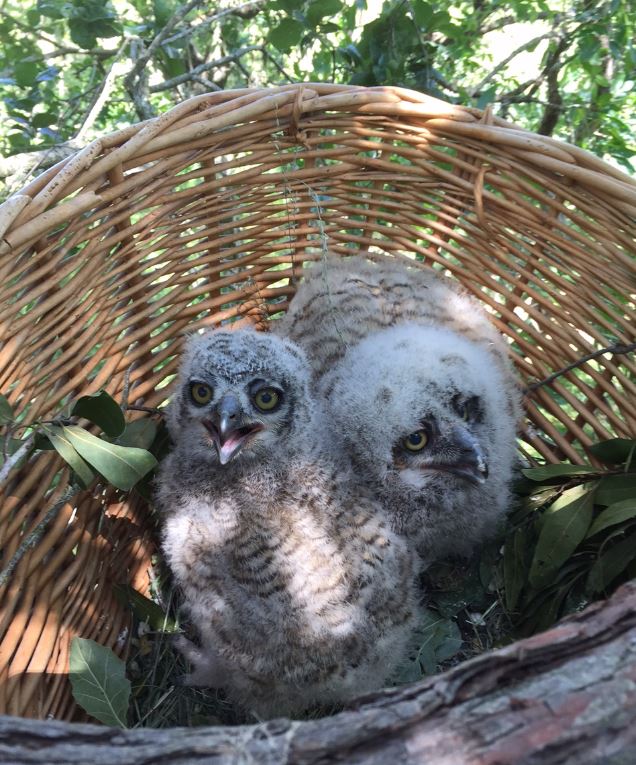 Reunited owlets. Photo by Mike Warner