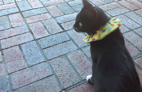 Dan the Cat Birdsbesafe