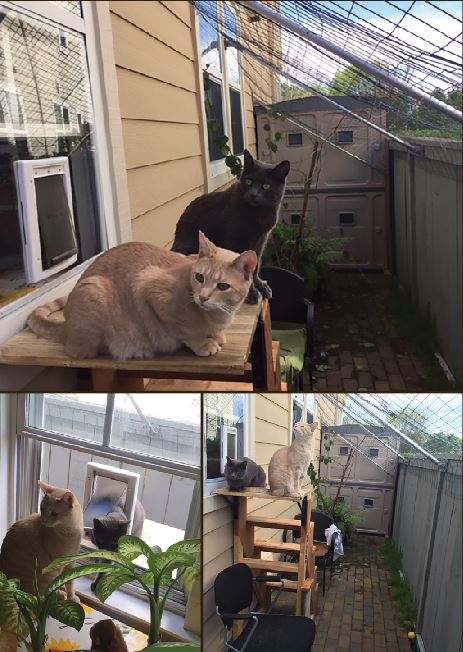Heidi Laws catio