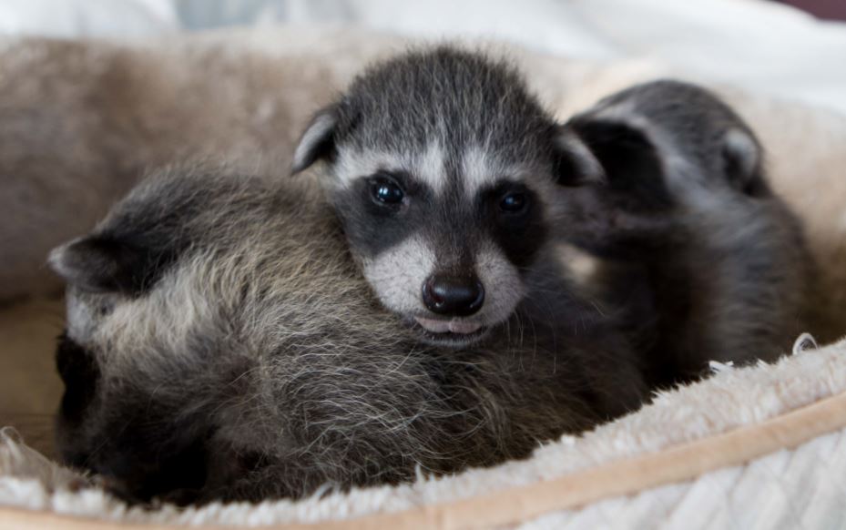 Foster care raccoons. Photo by Shelly Ross