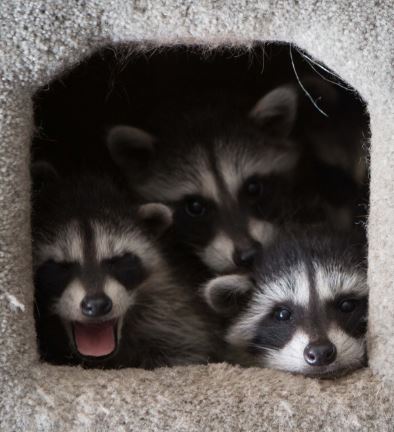Foster Care baby raccoons. Photo by Shelly Ross