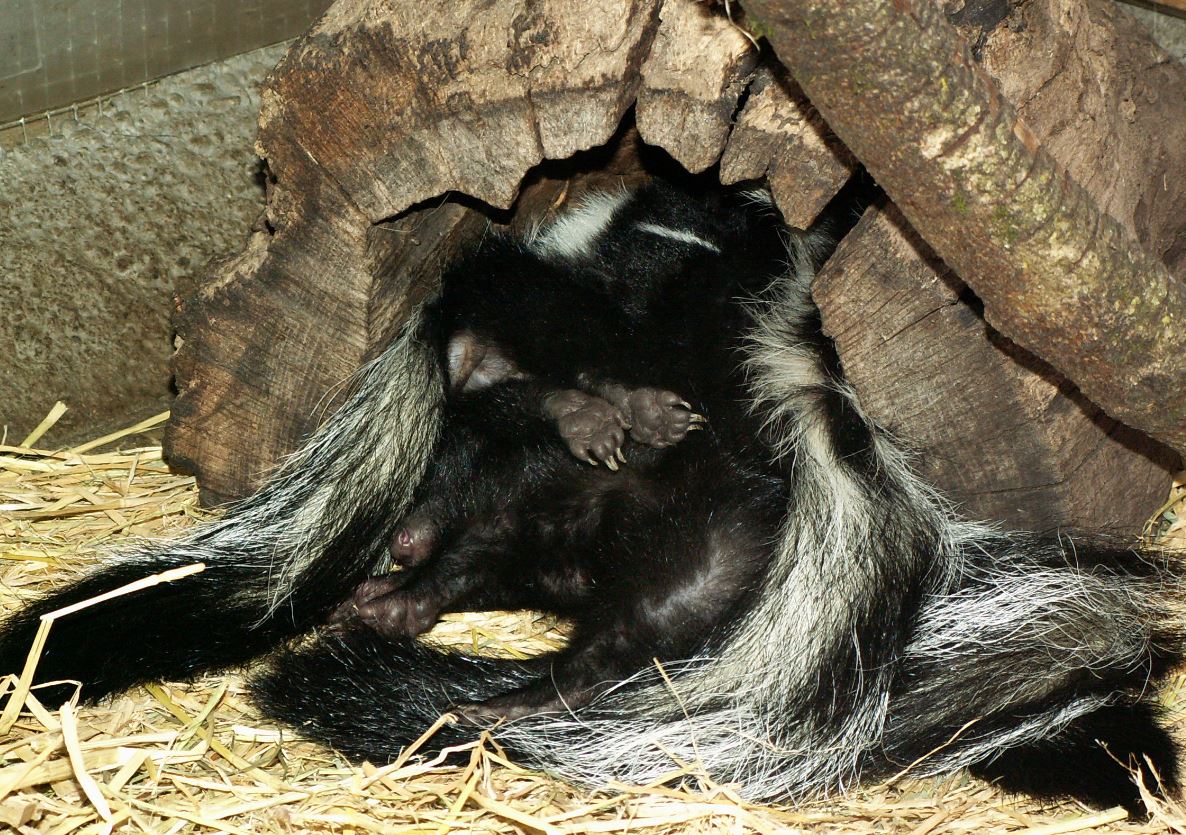A pile of sleeping skunks. Photo by Alison Hermance