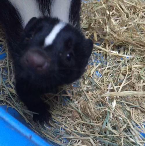 Young skunk at WildCare. Photo by Alison Hermance