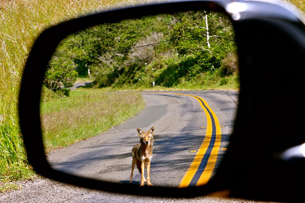 Coyote in Rear-view Mirror. Photo by Tony Koloski