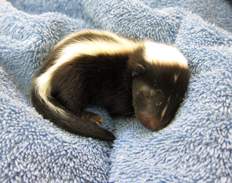 Baby skunk at WildCare. Photo by Alison Hermance