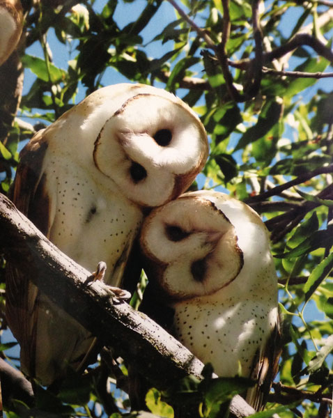 Two Barn Owls. Photo by Gary Walter