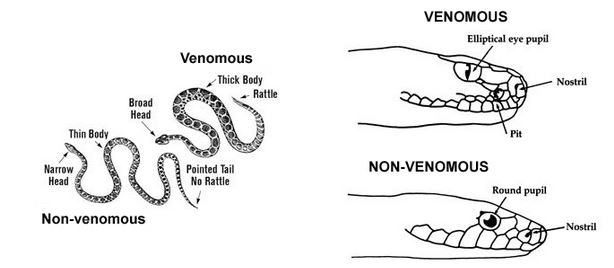 venomous vs non snakes