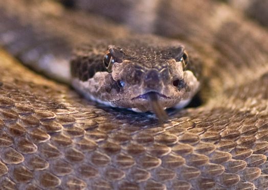 Rattlesnake at WildCare. Photo by Tom O'Connell