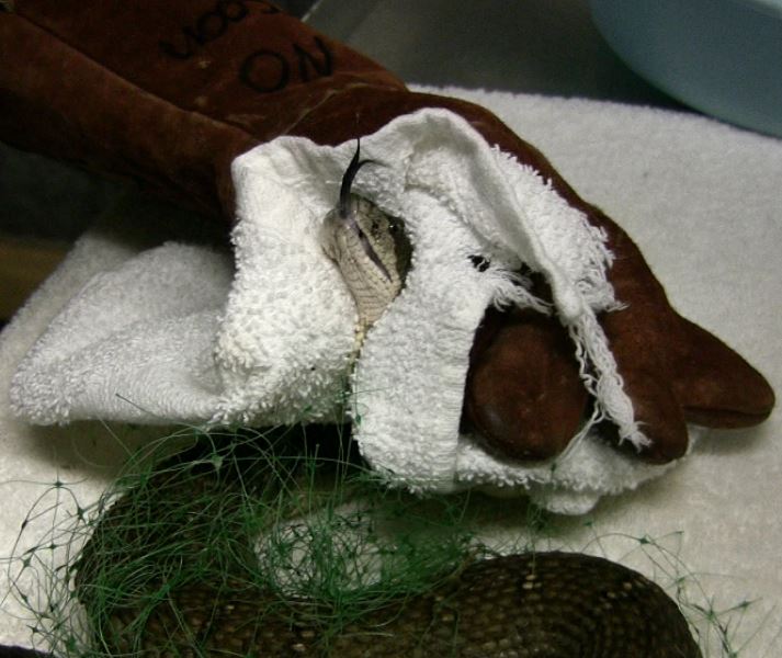 tangled snake showing tongue2