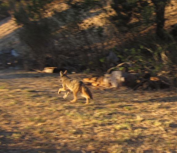 Coyote being released. Photo by Alison Hermance