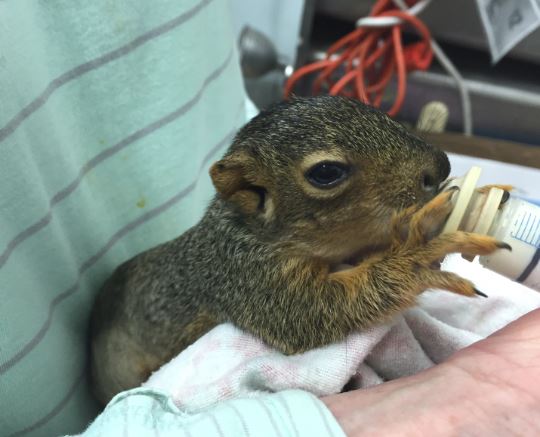 Baby Fox Squirrel in care at WildCare. Photo by Alison Hermance