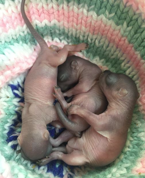 Tiny orphaned squirrels at WildCare. Photo by Alison Hermance