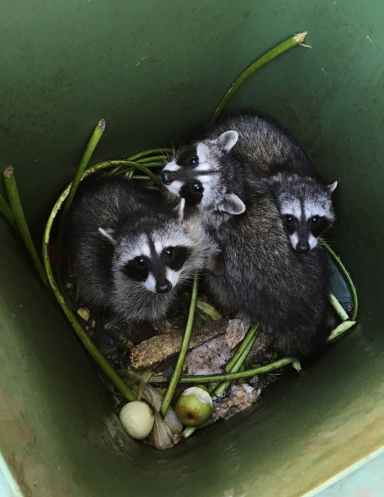 What Kind Of Damage Can Raccoons Do Skedaddle