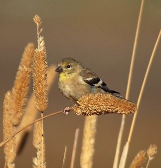 Goldfinch by Laura Milholland