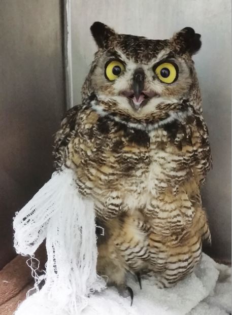 Great Horned Owl with shredded wing wrap. Photo by Melanie Piazza