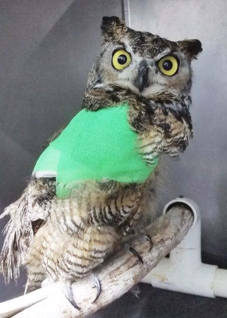 Great Horned Owl in a wing wrap. Photo by Melanie Piazza