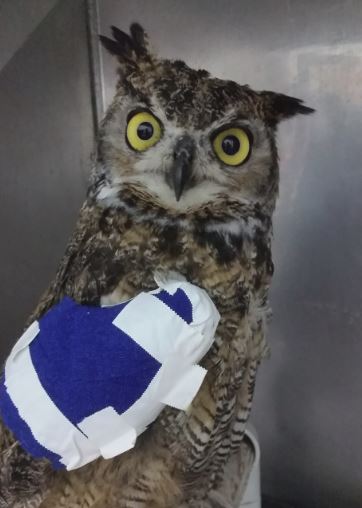 Great Horned Owl with a wrapped wing. Photo by Melanie Piazza