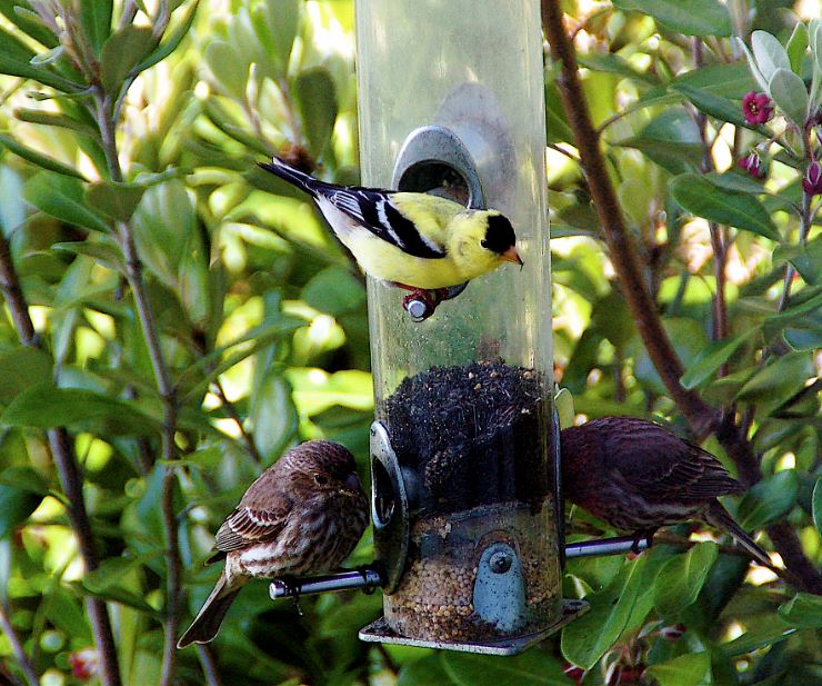 Birds on feeder by Eric Tymstra