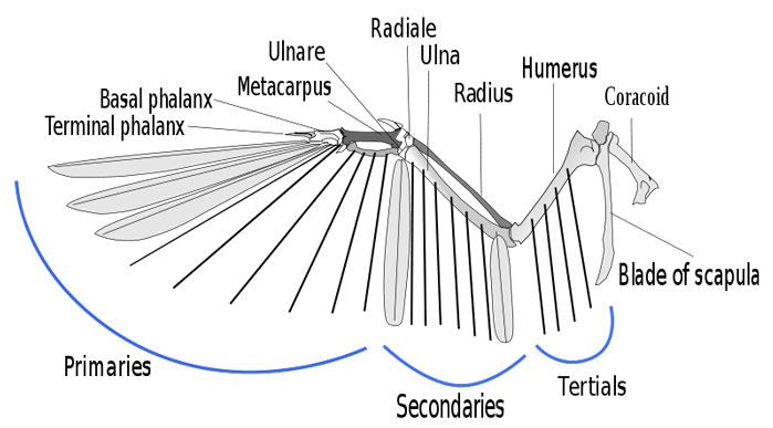 Anatomy of a bird's wing