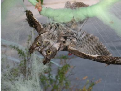 Western Screech Owl tanlged in fake spiderweb. Photo by Dave Stapp