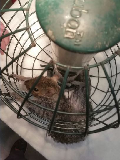 piazzamelanie_top-view-squirrel-trapped