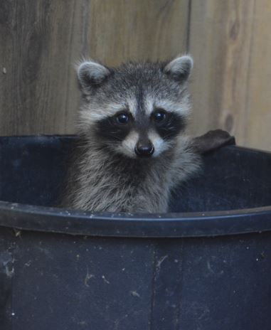 Raccoon baby in Foster Care at WildCare. Photo by Anne Barker