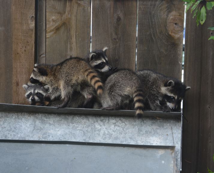 barkeranne_flraccoons3