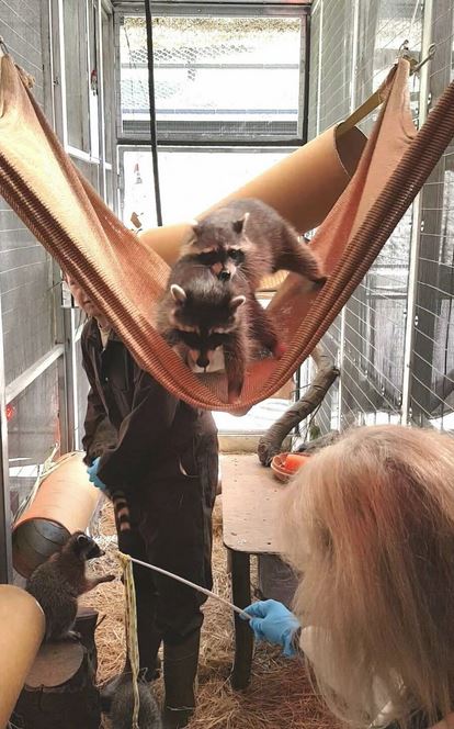 Raccoon enrichment at Oakland Zoo. Photo by Steven Gotz