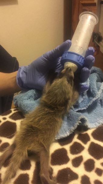 Baby raccoon being fed. Photo by Marie-Noelle Marquis