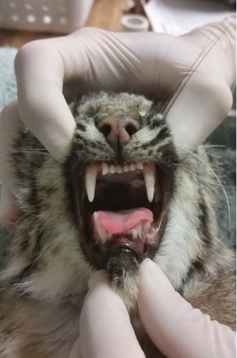Medical Staff checks the sedated Bobcat's teeth. Photo by Melanie Piazza